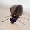 Priophorus compressicornis